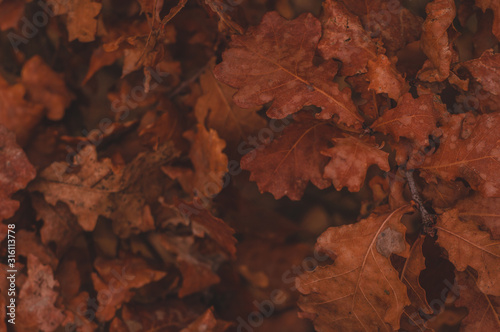 Beautiful autumn background with orange dry oak leaves.