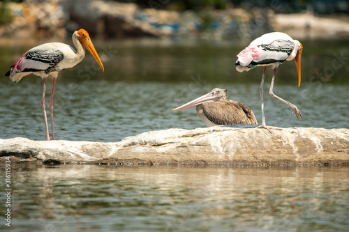 Foto Birds of Ranganthittu