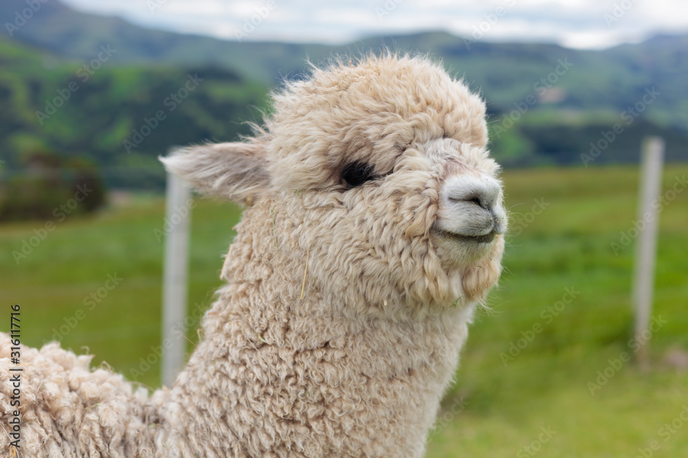  head shot of a white furry cute alpaca in the meadow