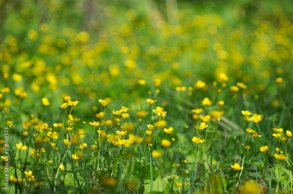 Spring landscape on a green meadow and lots of yellow buttercups with beautiful bokeh