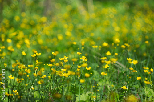 Spring landscape on a green meadow and lots of yellow buttercups with beautiful bokeh