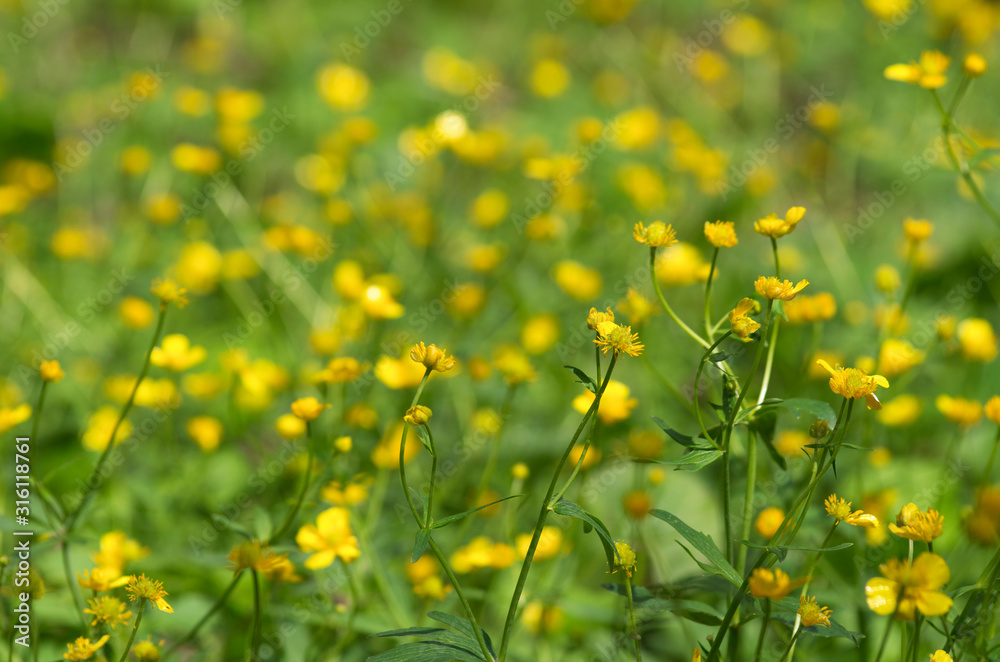Spring landscape with many blooming and intertwining yellow buttercups with beautiful bokeh Spring landscape with many blooming and intertwining yellow buttercups with beautiful bokeh