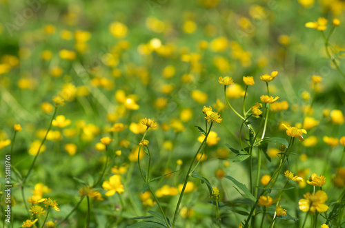Spring landscape with many blooming and intertwining yellow buttercups with beautiful bokeh