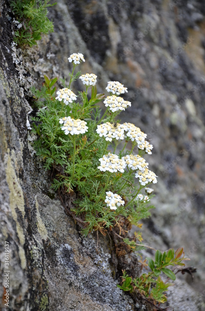 Weiße Gebirgsschafgarbe im Sommer in den Südtiroler Bergen, Heilkraut und Heilpflanze