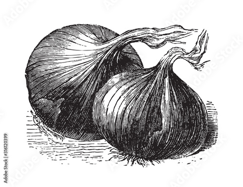 Onion (Allium cepa) / vintage illustration from Brockhaus Konversations-Lexikon 1908