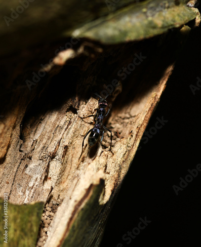 purple-black ant in the rainforest in the philippines © константин константи