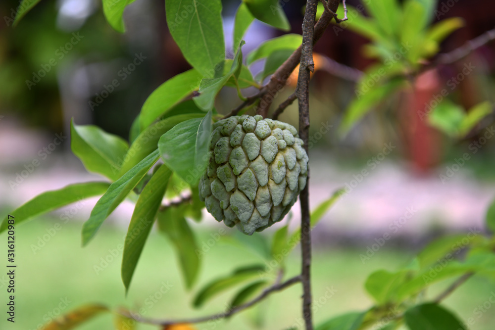 tropical fruits on tropical trees on a tropical island tropical fruits on tropical trees on a tropical island