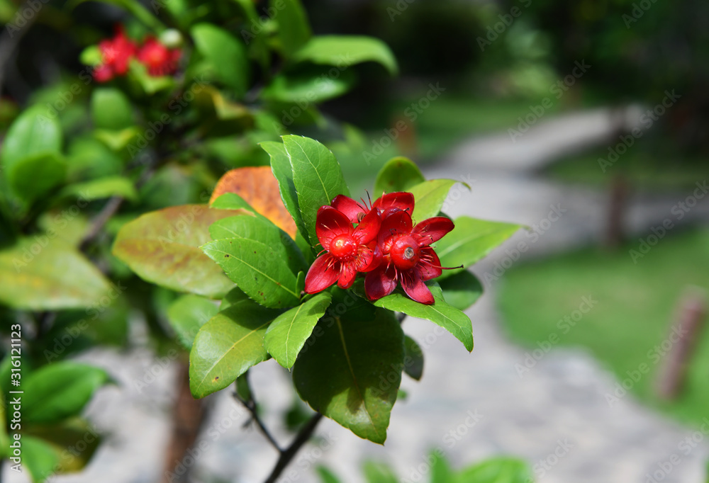 amazing tropical flowers on a green background amazing tropical flowers on a green background