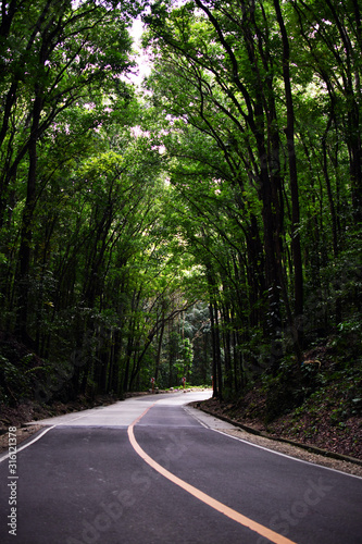 road in a tropical unusual forest on an island in the philippines