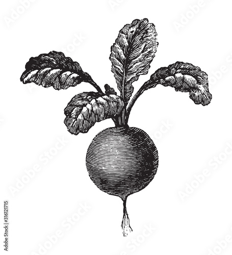 Radish (Raphanus raphanistrum) / vintage illustration from Brockhaus Konversations-Lexikon 1908