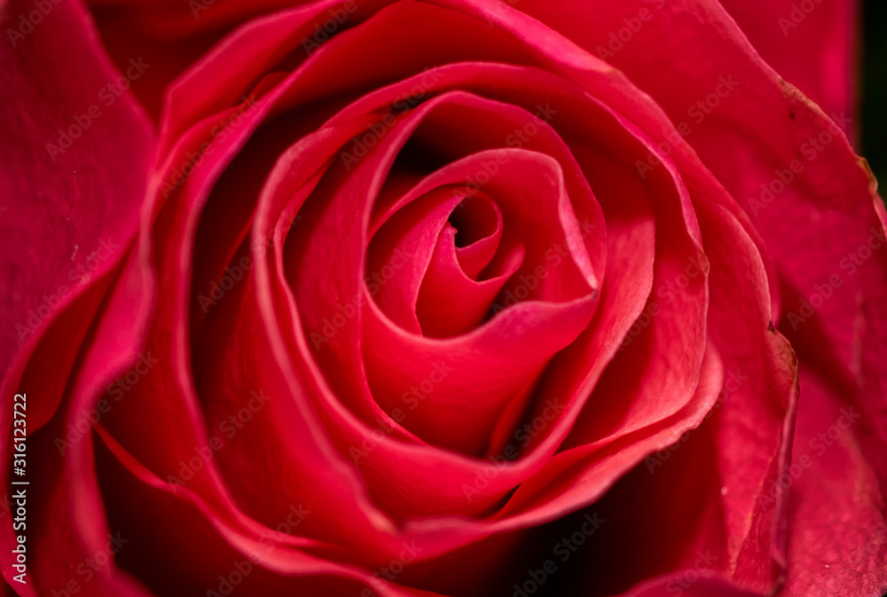 Red rose close-up can use as background. Soft and dreamy. Abstract macro shot of beautiful cream rose flower with soft selective focus, shallow depth of field Red rose close-up can use as background. Soft and dreamy. Abstract macro shot of beautiful cream rose flower with soft selective focus, shallow depth of field