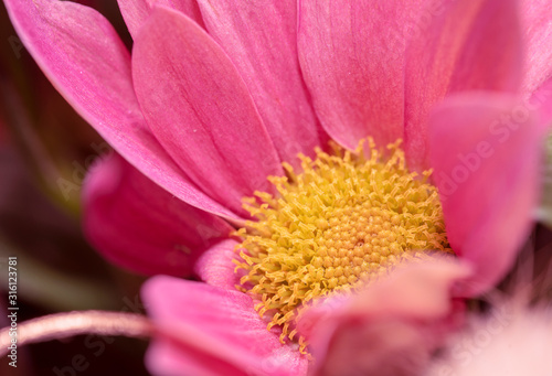 Macro photography. Pink Daisy flower - Pyrethrum close-up on a green background. Close up photo with shallow depth of field
