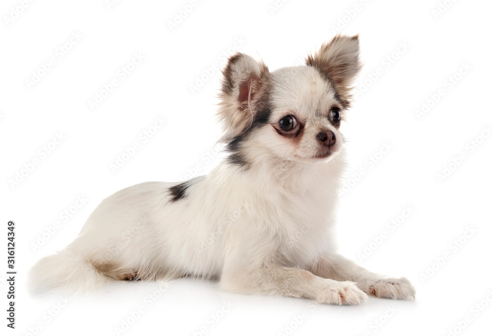 chihuahua in studio