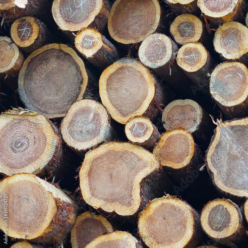 wood mining. texture wooden sawn logs in a warehouse stacked wooden beams signed with different numbers. annual rings on tree cuts