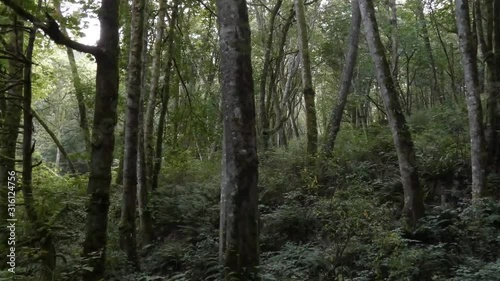 dense forest with tall trees covered in moss and ferns