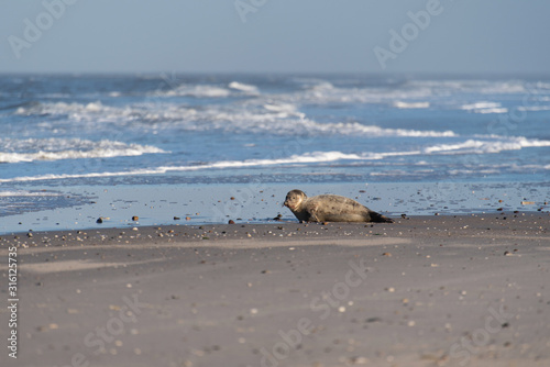 Seal on the Beach of Amrum in Germany photo