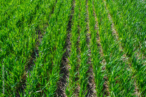 Photos Regenerative Agriculture, Holistic Management, farming problem concept