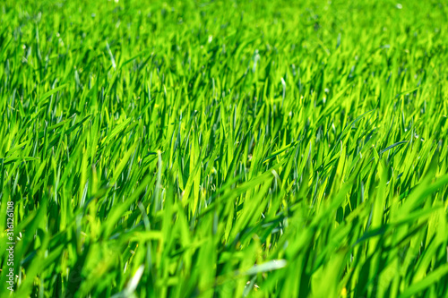 Regenerative Agriculture, Holistic Management, farming problem concept. Green wheat field background, grasslands