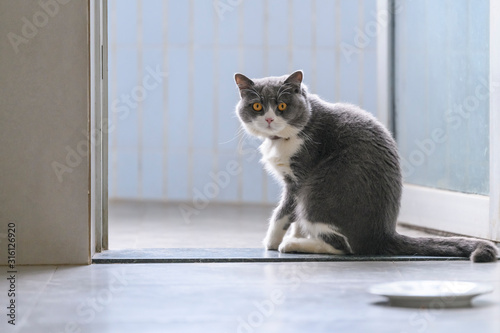 Cute British shorthair cat, indoor shot