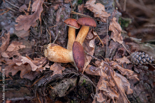 Pile of wild edible bay bolete known as imleria badia or boletus badius mushroom on old hemp in pine tree forest..