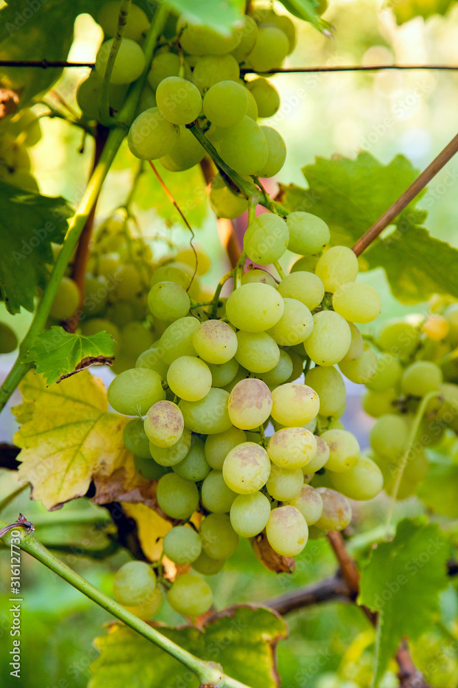 Bunch of green grapes in the garden Bunch of green grapes in the garden