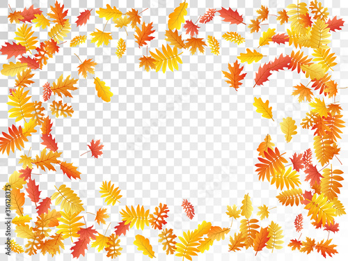 Oak, maple, wild ash rowan leaves vector, autumn foliage on transparent background.