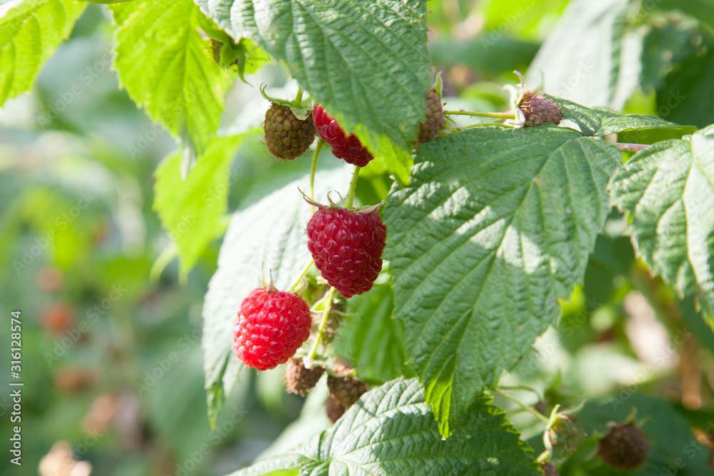 Ripe and unripe raspberry in the fruit garden. Growing natural bush of raspberry. Branch of raspberry in sunlight.. Ripe and unripe raspberry in the fruit garden. Growing natural bush of raspberry. Branch of raspberry in sunlight..