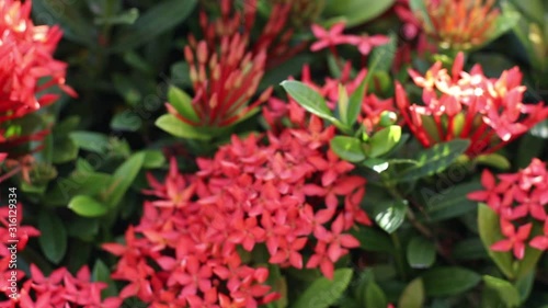 Close up group blossom Ixora lobbii Loudon or Ixora chinensis Lamk flower and butterflies on natural background. photo