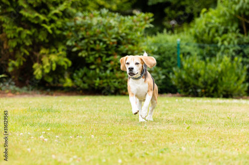 sweet tricolor beagle dog playing