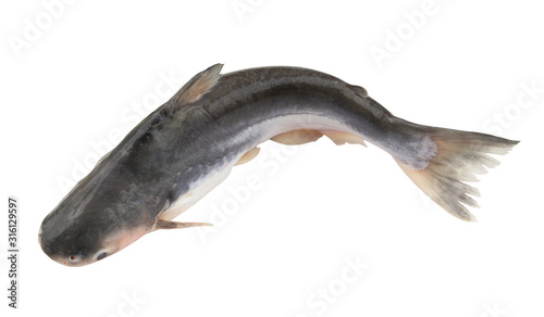 Pangasius fish isolated on white background