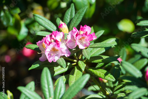 Full bloom hybrid Pontic Rhododendron (Rhododendron ponticum) in springtime which is evergreen shrub has pretty cluster of large flower use as landscaped ornamental plan.