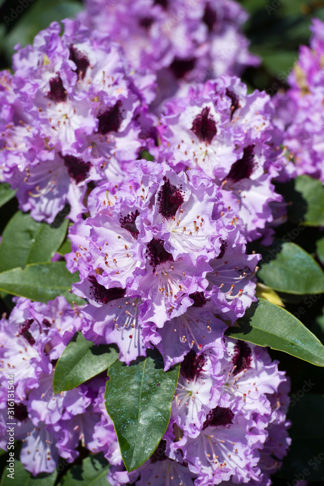 Obraz premium Full bloom hybrid purple Pontic Rhododendron (Rhododendron ponticum) in springtime which is evergreen shrub has pretty cluster of large flower use as landscaped ornamental plan.