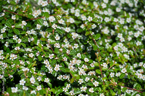 Bearberry cotoneaster Radicans white flower - Latin name - Cotoneaster dammeri Radicans