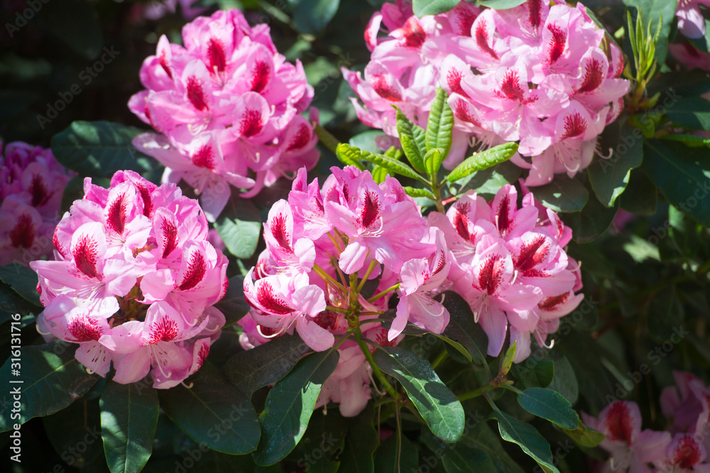 Full bloom hybrid Pontic Rhododendron (Rhododendron ponticum) in springtime which is evergreen shrub has pretty cluster of large flower use as landscaped ornamental plan. Full bloom hybrid Pontic Rhododendron (Rhododendron ponticum) in springtime which is evergreen shrub has pretty cluster of large flower use as landscaped ornamental plan.