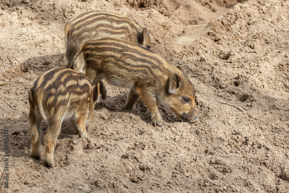 Three little wild boar piglets dig in the ground for food Three little wild boar piglets dig in the ground for food