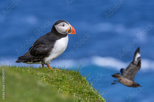 Atlantic puffin and great skua flying by, Scotland, UK