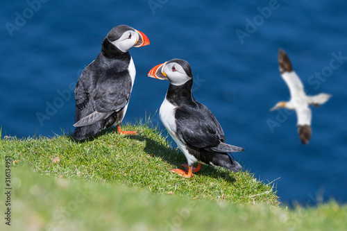 Atlantic puffins on sea cliff top and gannet flying by, Scotland, UK