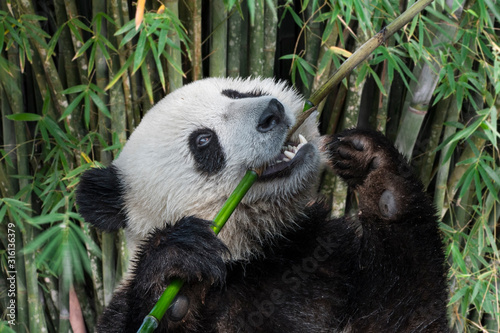 Young two-year old giant panda cub eating bamboo stalk in forest