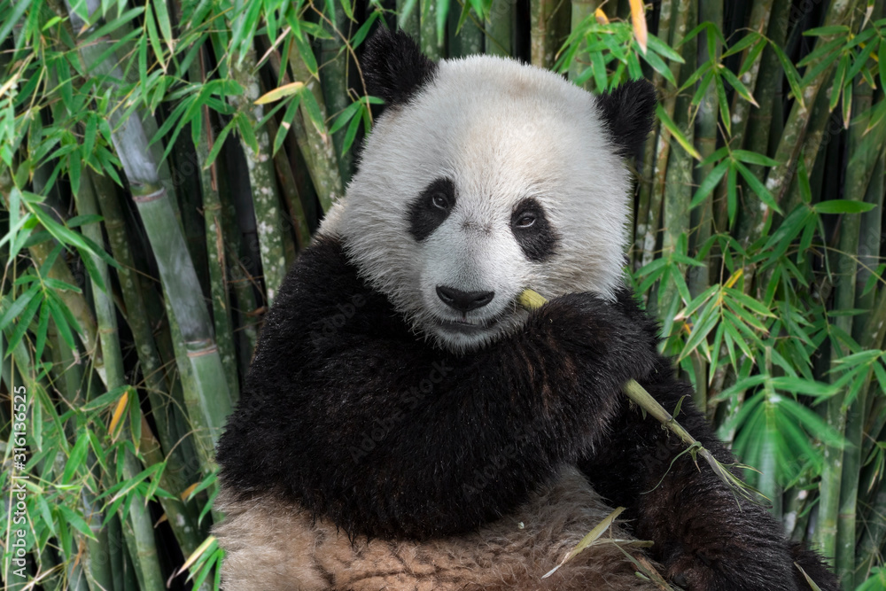 Young two-year old giant panda cub eating bamboo stalk in forest Young two-year old giant panda cub eating bamboo stalk in forest