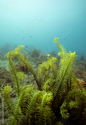 Green feather star crinoids in a coral reef in Dauin, Philippines.