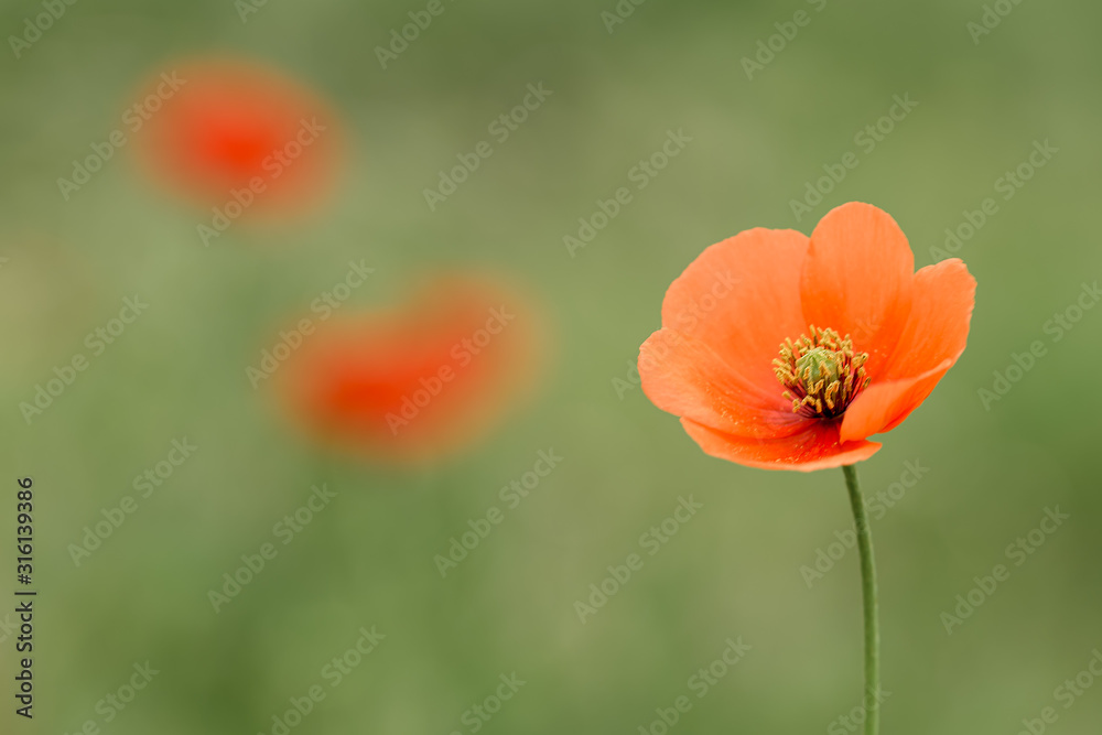 Closeup of poppy with green and red background out of focus Closeup of poppy with green and red background out of focus