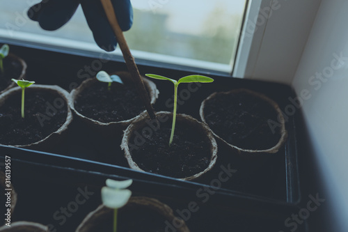 woman agronomist in colored rubber gloves rips the ground with a wooden stick. Young seedlings in peat pots on the windowsill of a residential building for planting in the garden. photo