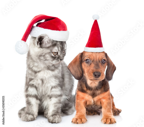 Cat and dog wearing santa hats. Cat looks at dachshund puppy. isolated on white background © Ermolaev Alexandr