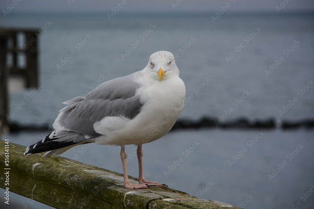 seagull sitting on a balustrade seagull sitting on a balustrade