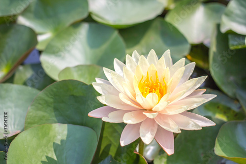 Lotus or water lily flower background