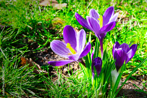 First beautiful spring flowers in the park