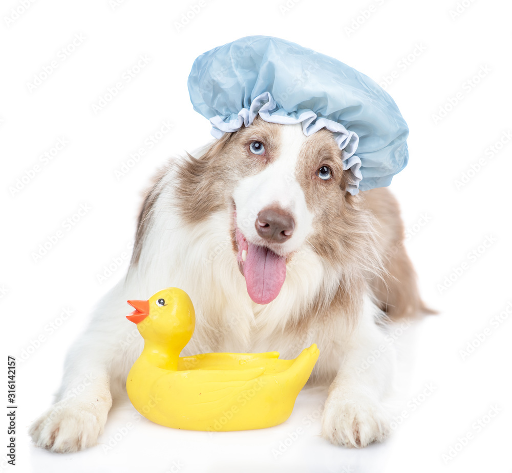 Funny Border collie dog wearing shower 