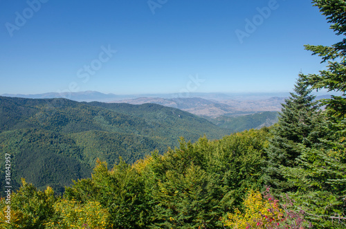 Wild Nature Forest - Wild Green Nature - Mariovo, Macedonia