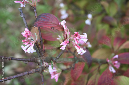 Branch of Dawn Viburnum with pink flowers in the garden. V. bodnantense on winter season photo