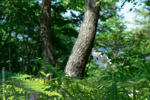 ヒメサユリの小径